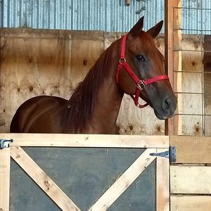 Meet your Posher, Priscilla